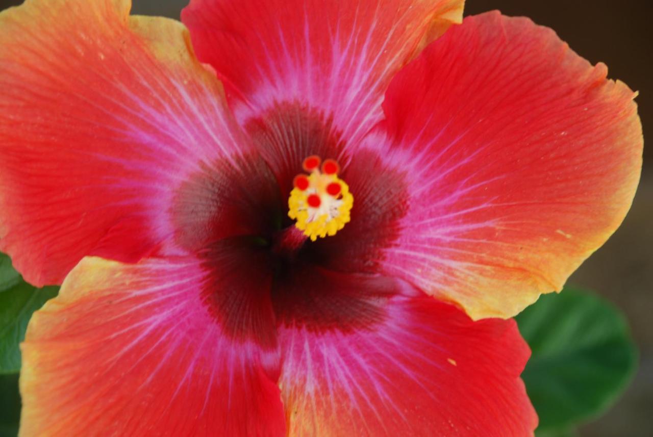 Bed & Breakfast At In The Tropics 3*